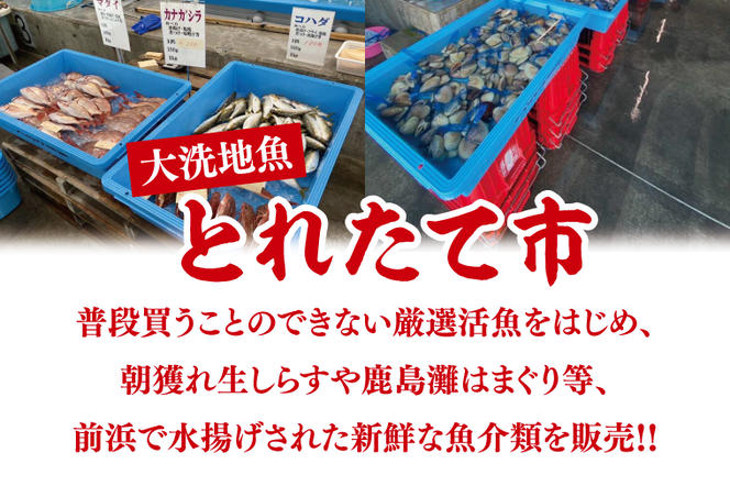 大洗地魚とれたて市クーポン券 5,000円分 (1,000円分×5) 地魚 鮮魚 活魚 朝獲れ 魚介類 漁協 大洗産 大洗 チケット