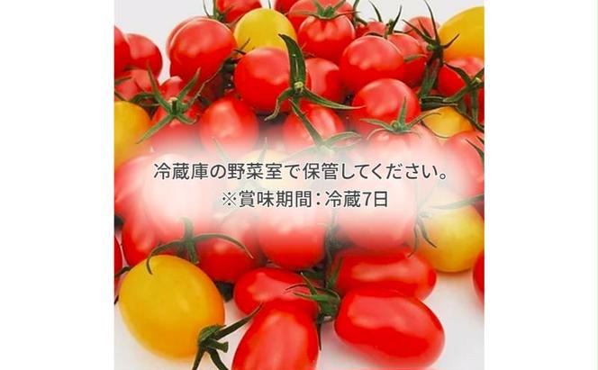 【定期便 連続5カ月】 栃木県 鹿沼産 高糖度 フルーツトマト ”とまおとめ” 食べ比べ 1kg×5回  1月中旬～5月下旬  野菜 トマト カキヌマファーム アイコ フルティカ アルル イエローアイコ 濃厚 甘み 旨み 入手困難