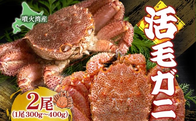 北海道 噴火湾産 活毛がに 2尾 （1尾300g～400g） 2025年6月下旬～7月上旬お届け 先行受付 北海道産 旬 新鮮 毛がに かに カニ 蟹 毛ガニ 毛蟹 カニ味噌 天然 噴火湾 産地直送 お取り寄せ 贈答 冷蔵 洞爺湖町