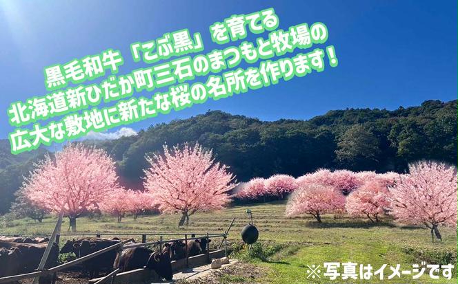 ＜ 北海道 新ひだか町 に新たな 桜 の 名所 を ＞ あなた だけの 桜の木 オーナー 権 八重桜 キャンプ BBQ バーベキュー 三石 まつもと牧場