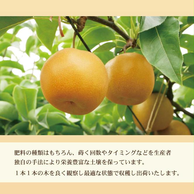 高知県土佐市産 梨（豊水）約2kg 5～6玉 期間限定 ほうすい なし ナシ 2キロ 国産 フルーツ 果物 くだもの デザート スイーツ 旬 甘い 果汁たっぷり ジューシー ギフト お取り寄せ