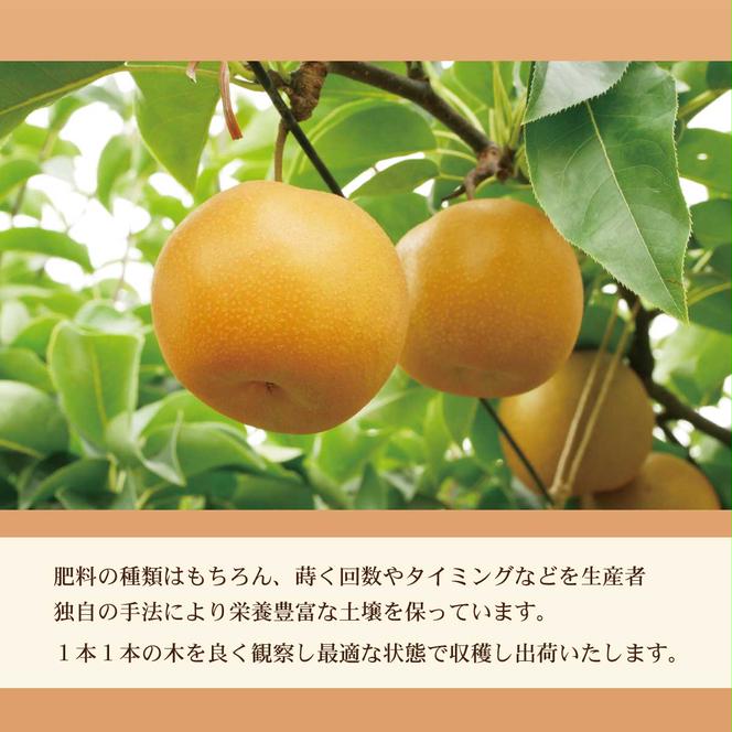 高知県土佐市産 梨（秋月）大玉 約4kg 7～8玉 期間限定 あきづき なし ナシ 4キロ 国産 フルーツ 果物 くだもの デザート スイーツ 旬 甘い 果汁たっぷり ジューシー お取り寄せ