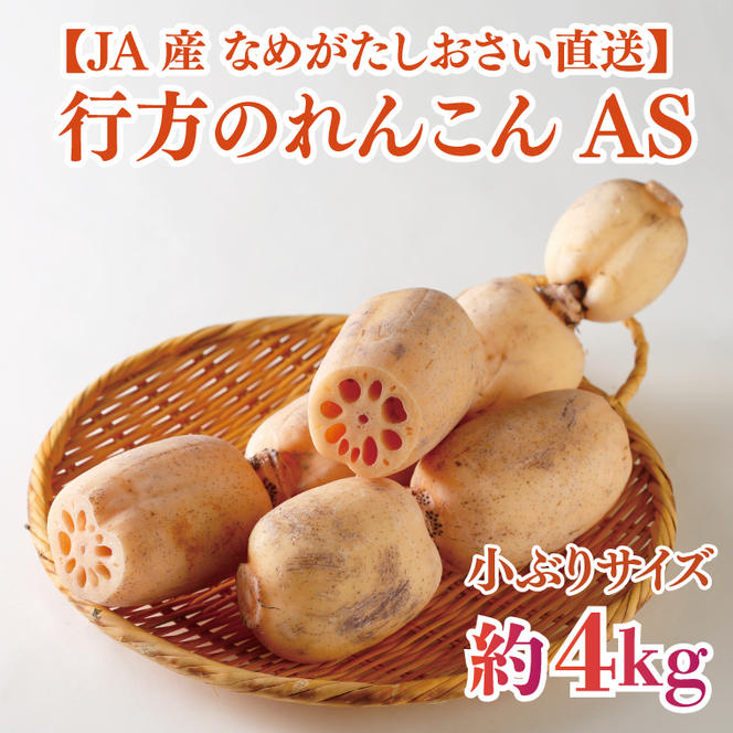 JAなめがたしおさい直送　行方のれんこんAS・約4kg（小ぶりサイズ）(AE-114)