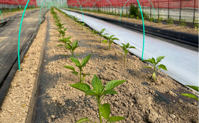 [先行受付]北海道仁木町産 パプリカ1kg [iori farm] 栽培期間中 除草剤・化学農薬・化学肥料不使用【日付指定不可】