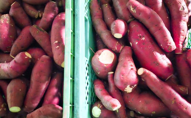 信州高原塩熟野菜（さつまいも）約5kg 小諸市 サツマイモ さつまいも