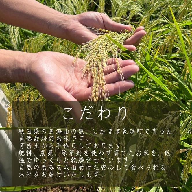 ヤマチョウのごはん パックご飯 玄米 ササニシキ 200g×10個セット 秋田県産