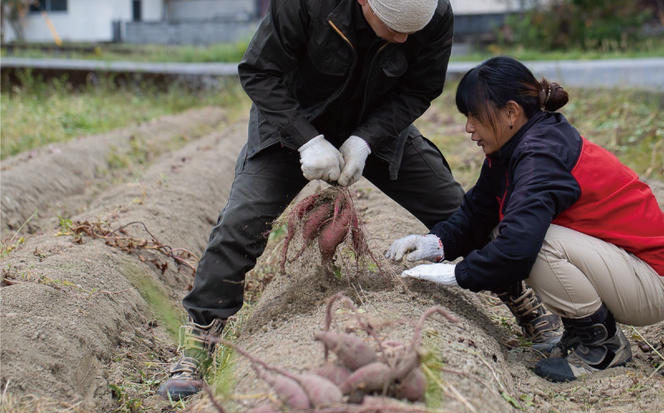 訳あり 熟成 紅はるか 7.5kg サイズ混合 10000円 サツマイモ 焼き芋 干し芋 丸干し 冷凍焼き芋 冷やし焼き芋 やきいも 蜜芋 ほしいも スイートポテト フライドポテト いも天 サイズミックス  甘い ねっとり しっとり ほくほく 生芋 新芋 芋 いも 甘藷 べにはるか スイーツ おかず さつまいも 国産 人気 糖度 産地直送 農家直送 数量限定 ミッチーのおみかん畑 愛南町 愛媛県