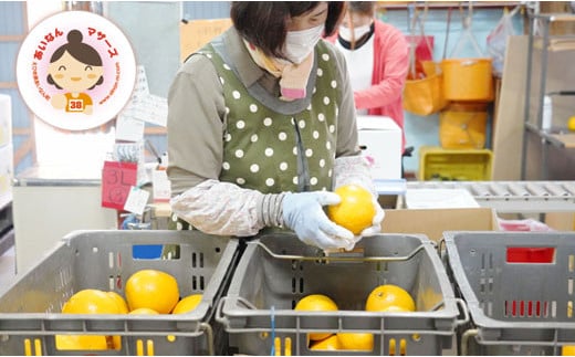 先行予約 訳あり 河内晩柑 9kg 10000円 みかん かわちばんかん わけあり ミカン mikan 愛南ゴールド あいなん ゴールド 家庭用 美生柑 文旦 グレープフルーツ 和製 家庭用 産地直送 国産 農家直送 期間限定 数量限定 先行 受付 事前 予約 ビタミン 特産品 ゼリー ジュース 人気 限定 さわやか 甘い フルーツ 果物 柑橘 蜜柑 規格外 あいなんマザーズ 愛南町 愛媛県