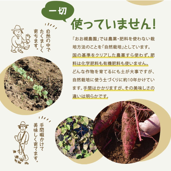 【10月中旬～11月末までの発送品！】【自然栽培】紅はるか 生さつまいも(8kg+約25%補償分)　計 約10kg【サツマイモ 芋 いも べにはるか 自然栽培 新鮮 オーガニック 焼き芋 煮物 天ぷら スイートポテト 鹿嶋市 茨城県 】（KAG-40）