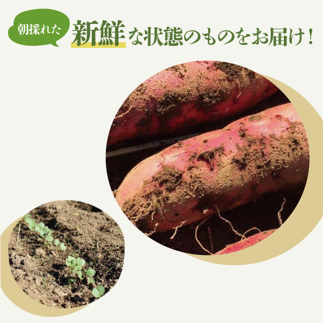 【10月中旬～11月末までの発送品！】【普通栽培】紅はるか 生さつまいも(8kg+約25%補償分)　計 約10kg【サツマイモ 芋 いも べにはるか 自然栽培 新鮮 焼き芋 煮物 天ぷら スイートポテト 鹿嶋市 茨城県】（KAG-42）