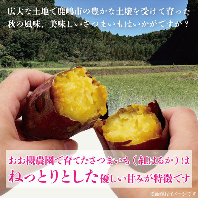 【10月中旬～11月末までの発送品！】【普通栽培】紅はるか 生さつまいも(8kg+約25%補償分)　計 約10kg【サツマイモ 芋 いも べにはるか 自然栽培 新鮮 焼き芋 煮物 天ぷら スイートポテト 鹿嶋市 茨城県】（KAG-42）
