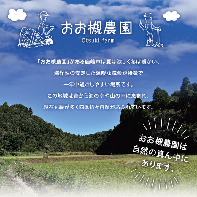 【10月中旬～11月末までの発送品！】【普通栽培】紅はるか 生さつまいも(8kg+約25%補償分)　計 約10kg【サツマイモ 芋 いも べにはるか 自然栽培 新鮮 焼き芋 煮物 天ぷら スイートポテト 鹿嶋市 茨城県】（KAG-42）