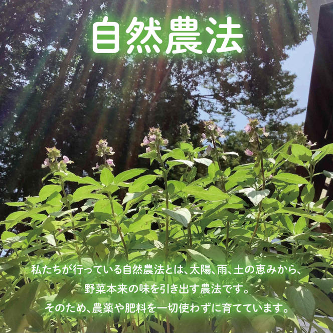 【奇跡のハーブ】 ホーリーバジルティー　ティーパック・急須用セット　計4個　お茶 紅茶 ハーブ バジル 爽やか リフレッシュ (CA010)