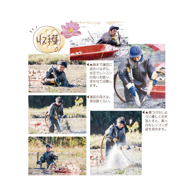 オーガニック肥料で育てたれんこん 2kg【茨城県 鹿嶋市 有機栽培 オーガニック レンコン 蓮根 野菜 根菜 産地直送 有機野菜 】（KBJ-1）