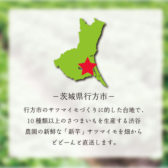 さつまいも 栗かぐや 約10kg｜茨城県 行方市 ふるさと納税 芋 いも さつまいも サツマイモ さつま芋 お芋 おいも 栗かぐや 10kg 20000円以下 2万円以下 渋谷農園 さつまいも博(BZ-51)