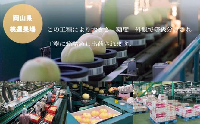 桃 2025年 先行予約 岡山 白桃 ロイヤル 8～16玉 4.0kg 岡山県産 JAおかやまのもも  モモ 岡山県産 国産 フルーツ 果物 ギフト