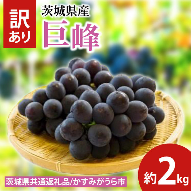 【先行予約】訳あり 巨峰 約2kg（茨城県共通返礼品：かすみがうら市産）　※2025年10月初旬～2025年10月下旬頃に順次発送予定（CD051）