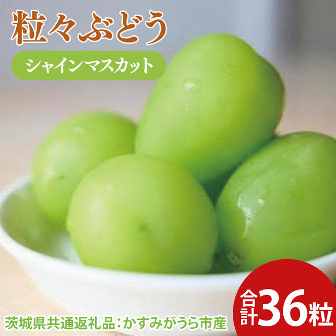 【先行予約】粒々ぶどう シャインマスカット36粒（茨城県共通返礼品：かすみがうら市産）　※2025年8月初旬～2026年1月下旬頃に順次発送予定（CD054）