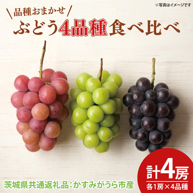 【先行予約】ぶどう4品種食べ比べ 各1房 計4房（茨城県共通返礼品：かすみがうら市産）　※2025年9月初旬～2025年10月下旬頃に順次発送予定（CD060）