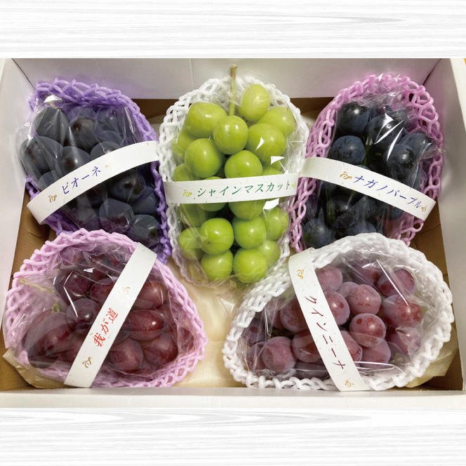 【先行予約】ぶどう5品種食べ比べ 各1房 計5房（茨城県共通返礼品：かすみがうら市産）　※2025年9月初旬～2025年10月下旬頃に順次発送予定（CD061）