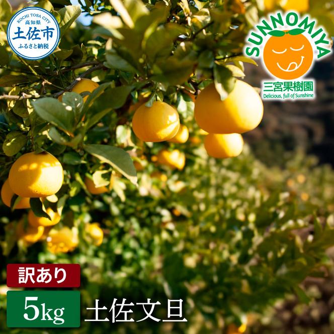 三宮果樹園の土佐文旦 訳あり 5kg ぶんたん ブンタン 5キロ 10玉前後 フルーツ 柑橘 みかん 果物 くだもの 柑橘類 デザート ご自宅用 ご家庭用 自分用 お取り寄せ わけあり 国産