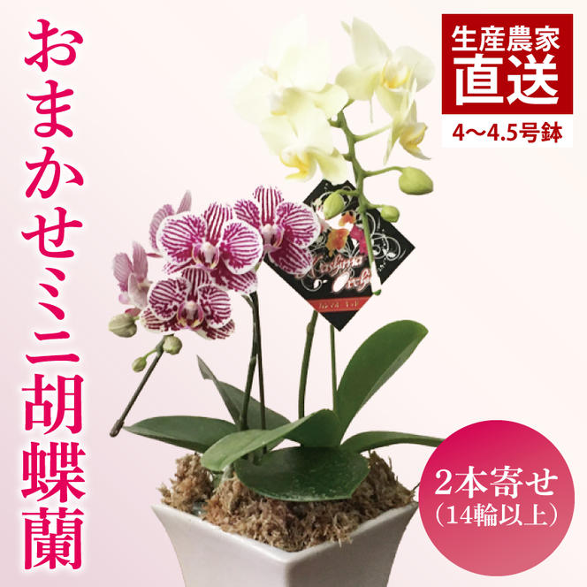 おまかせミニ胡蝶蘭（2本寄せ14輪以上）【陶器鉢】【お花 花 コチョウラン 胡蝶蘭 蘭 ラッピング 贈り物 プレゼント 誕生日 お祝い 誕生日 母の日 父の日 敬老の日 鹿嶋市 茨城県】（KAR-4）