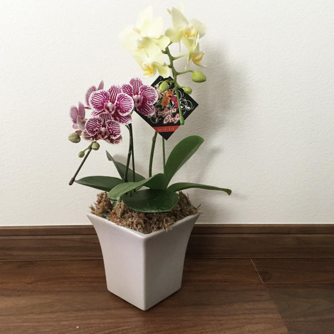 おまかせミニ胡蝶蘭（2本寄せ14輪以上）【陶器鉢】【お花 花 コチョウラン 胡蝶蘭 蘭 ラッピング 贈り物 プレゼント 誕生日 お祝い 誕生日 母の日 父の日 敬老の日 鹿嶋市 茨城県】（KAR-4）