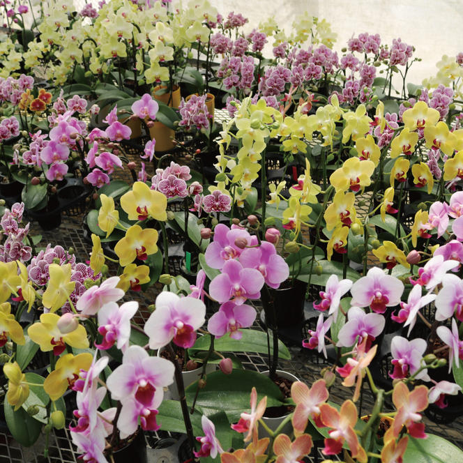 おまかせミニ胡蝶蘭（2本寄せ14輪以上）【陶器鉢】【お花 花 コチョウラン 胡蝶蘭 蘭 ラッピング 贈り物 プレゼント 誕生日 お祝い 誕生日 母の日 父の日 敬老の日 鹿嶋市 茨城県】（KAR-4）
