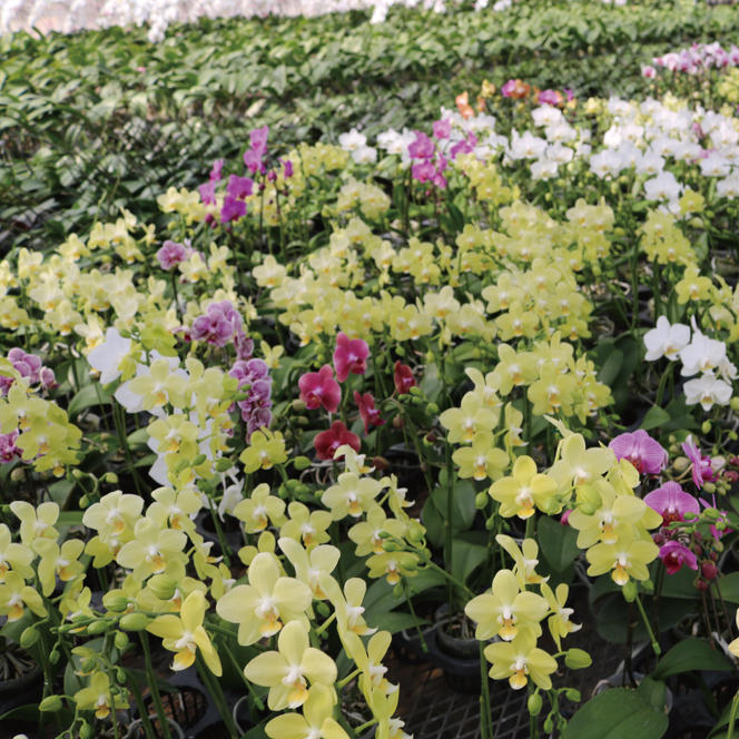おまかせミニ胡蝶蘭（2本寄せ14輪以上）【陶器鉢】【お花 花 コチョウラン 胡蝶蘭 蘭 ラッピング 贈り物 プレゼント 誕生日 お祝い 誕生日 母の日 父の日 敬老の日 鹿嶋市 茨城県】（KAR-4）
