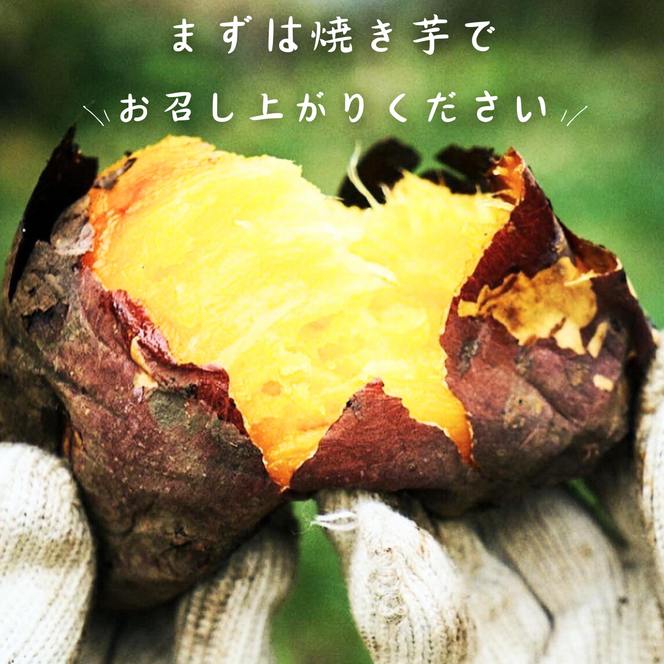 産地直送 さつまいも 5kg 熟成 あかねこまち 京都丹波産 【※予約商品25年12月より順次発送】