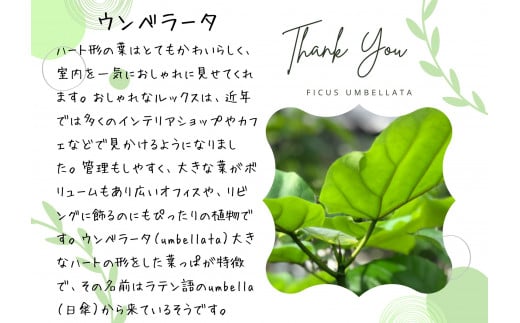 沖縄の観葉植物 人気のフィカス ウンベラータ10号 ラスターポット