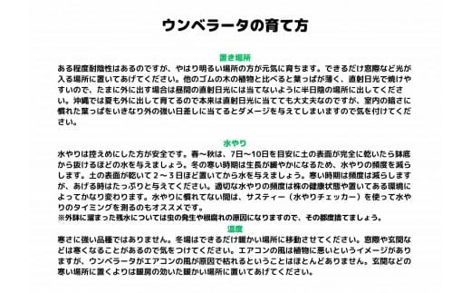 沖縄の観葉植物 人気のフィカス ウンベラータ10号 ラスターポット