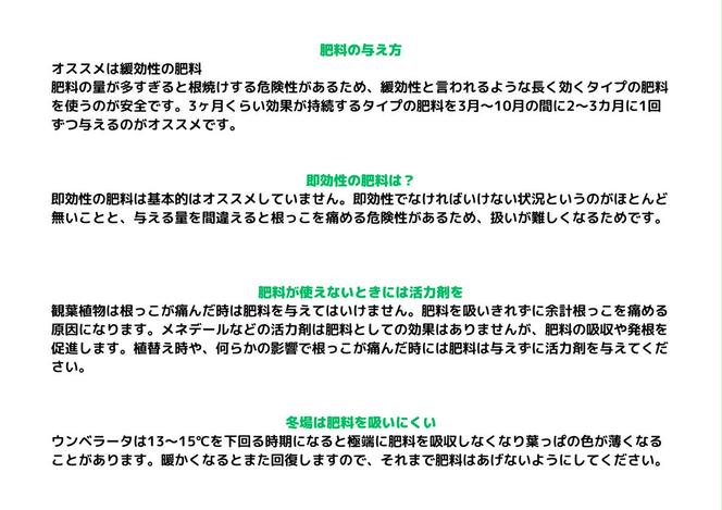 沖縄の観葉植物 人気のフィカス ウンベラータ10号 ラスターポット