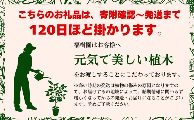 沖縄の観葉植物 人気のフィカス ベンガレンシス8号 シュエット鉢ポット