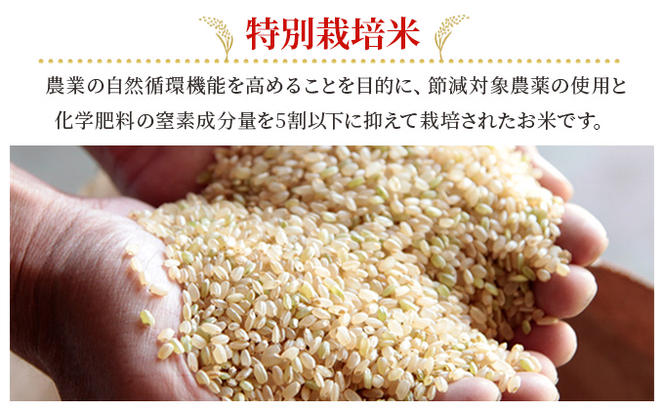 お米 【2025年11月～発送予定】 特別栽培米 ひのひかり 5kg×1袋 米 白米 岡山県産 ファーム安井 精米 ライス ご飯 おにぎり お弁当 和食 主食 国産 炭水化物 直送 産地直送 粘り 香り バランス