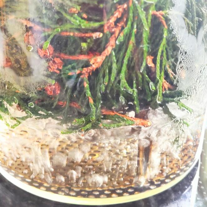 【 北海道 滝川市のヒバの香り】芳香蒸留水ルームスプレー40ml  ヒバ ルームスプレー