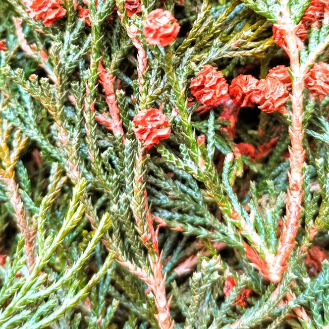 【 北海道 滝川市のヒバの香り】芳香蒸留水ルームスプレー40ml  ヒバ ルームスプレー