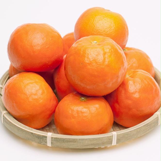 ＜4月より発送＞厳選 セミノールオレンジ1.7kg+51g（傷み補償分）◇【春みかん】【有田産】【光センサー食べ頃出荷】 ※北海道・沖縄・離島への配送不可 ※2025年4月上旬～5月下旬頃に順次発送予定