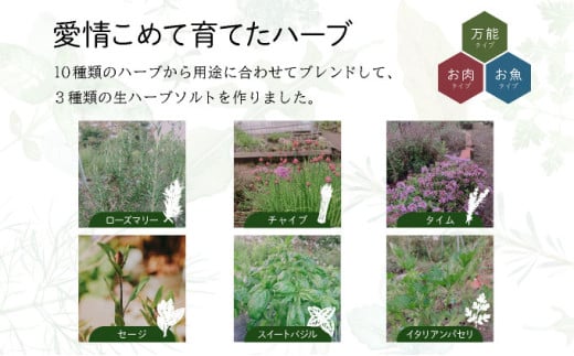 限定生産！手摘み生ハーブソルト お試しパック 魚料理向き（30g×1袋）