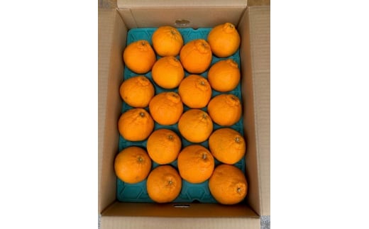 BF6064_（2026年先行受付）しらぬい（デコポン）18～22玉入り ※着日指定不可