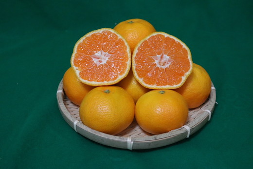 和歌山県産 有田みかん 約5kg 秀品 ※2025年10月中旬～2026年1月下旬頃に順次発送予定 ※北海道・沖縄・離島への配送不可