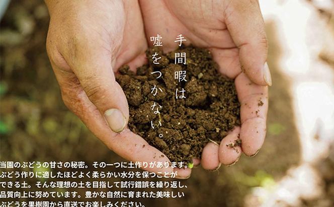 厳選 シャインマスカット・ニューピオーネ 2房 合計1.0kg以上 詰合せ 産地直送 朝採れ ぶどう 葡萄 Kawahara Green Farm 岡山県産 2025年