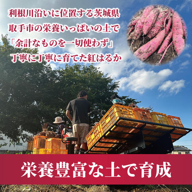 【2026年2月より順次発送】冷凍焼き芋 約1kg（紅はるか）｜焼き芋 やきいも 焼きいも さつまいも 紅はるか サツマイモ 先行予約 予約 茨城県 取手市（AS008）