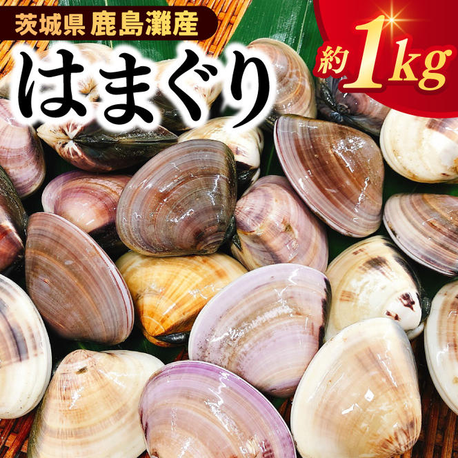 いばらき満喫Bセット 「鹿島灘産 はまぐり」＋「【茨城県共通返礼品】常陸の輝き (豚肉) 味噌漬け」【蛤 ハマグリ 三元豚 豚 ぶた ブタ セット バーベキュー BBQ 贈答用 ギフト 鹿嶋市 茨城】(KBL-21)