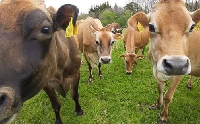 鰺ヶ沢町産 ジャージーミルク使用 自家製 チーズ アソートパック 【 加工食品 乳製品 】