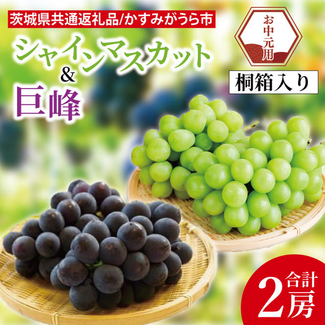 【先行予約】【お中元】シャインマスカットと巨峰 桐箱入り 2房（茨城県共通返礼品：かすみがうら市）（CD187）