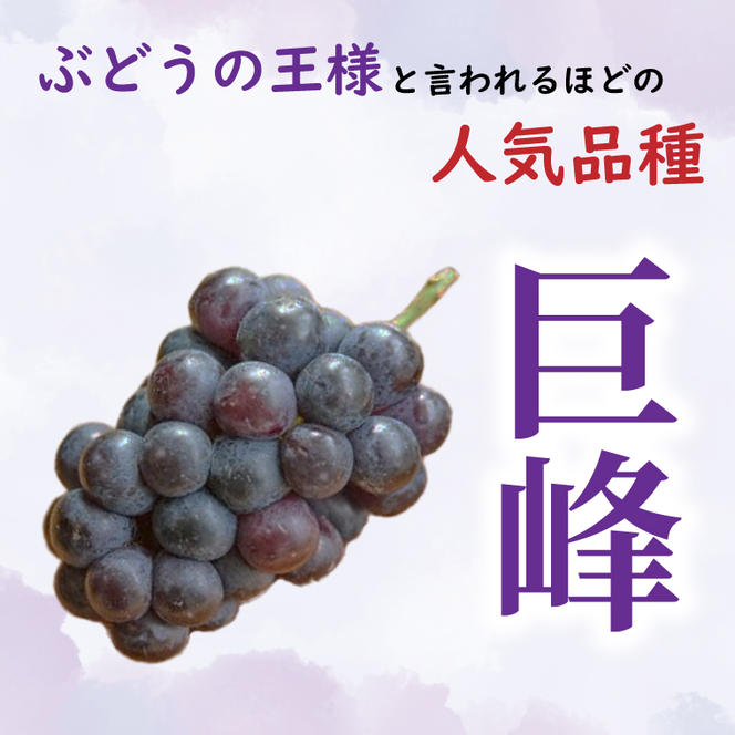 【先行予約】【お中元】シャインマスカットと巨峰 桐箱入り 2房（茨城県共通返礼品：かすみがうら市）（CD187）