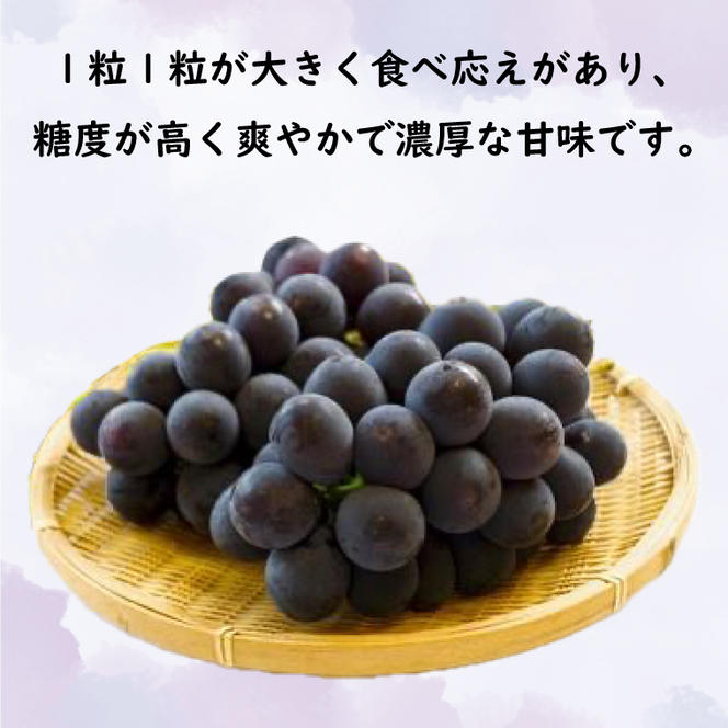 【先行予約】【お中元】シャインマスカットと巨峰 桐箱入り 2房（茨城県共通返礼品：かすみがうら市）（CD187）