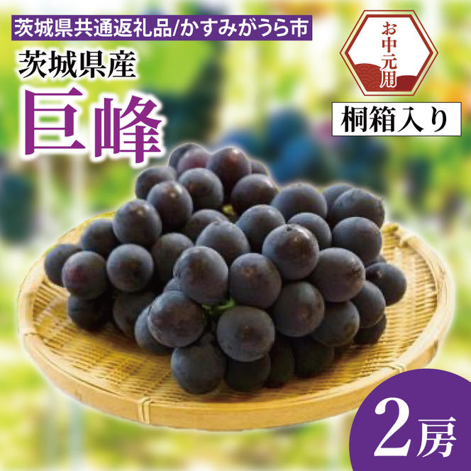【先行予約】【お中元】巨峰 桐箱入り 2房（茨城県共通返礼品：かすみがうら市）（CD182）