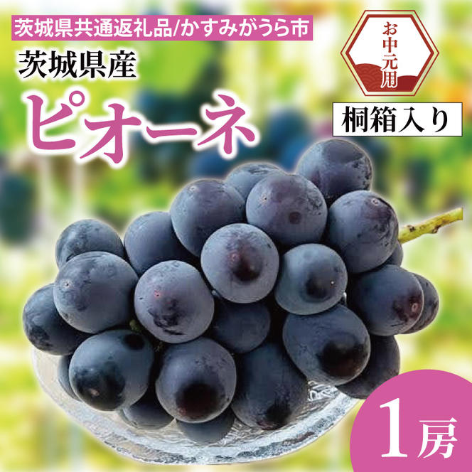【先行予約】【お中元】ピオーネ 桐箱入り 1房（茨城県共通返礼品：かすみがうら市）（CD185）